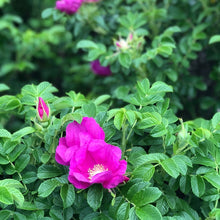 Load image into Gallery viewer, Rose and Eucalyptus bath tea