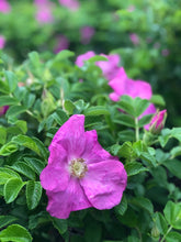 Load image into Gallery viewer, Rose and Eucalyptus bath tea