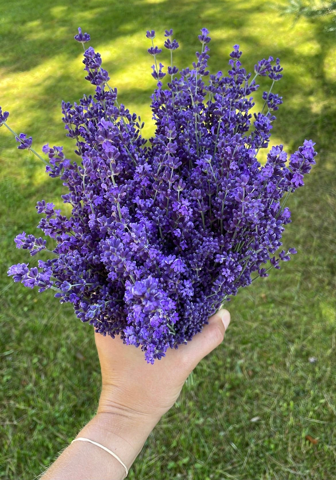 Fresh lavender bundles
