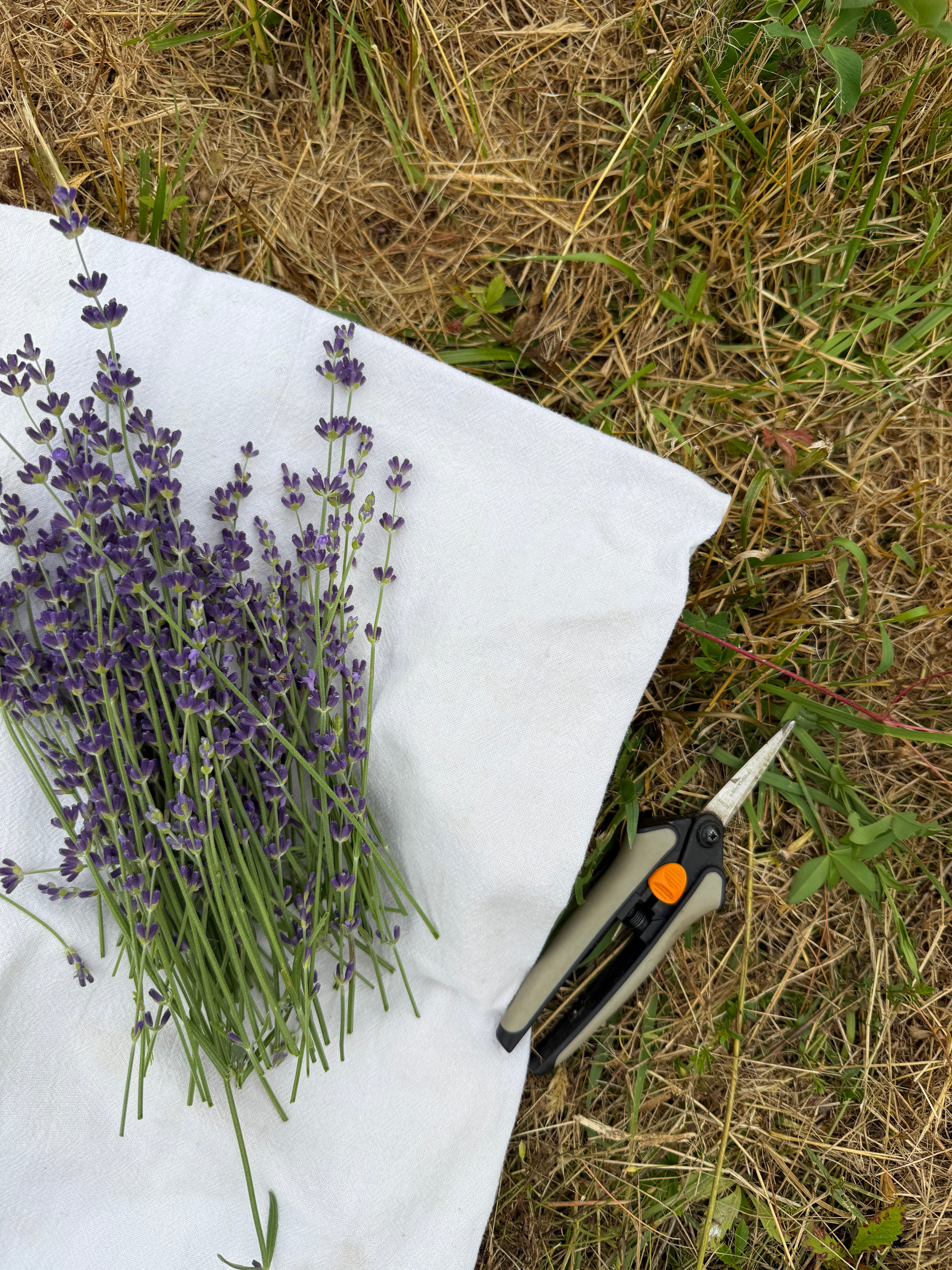 Fresh lavender bundles