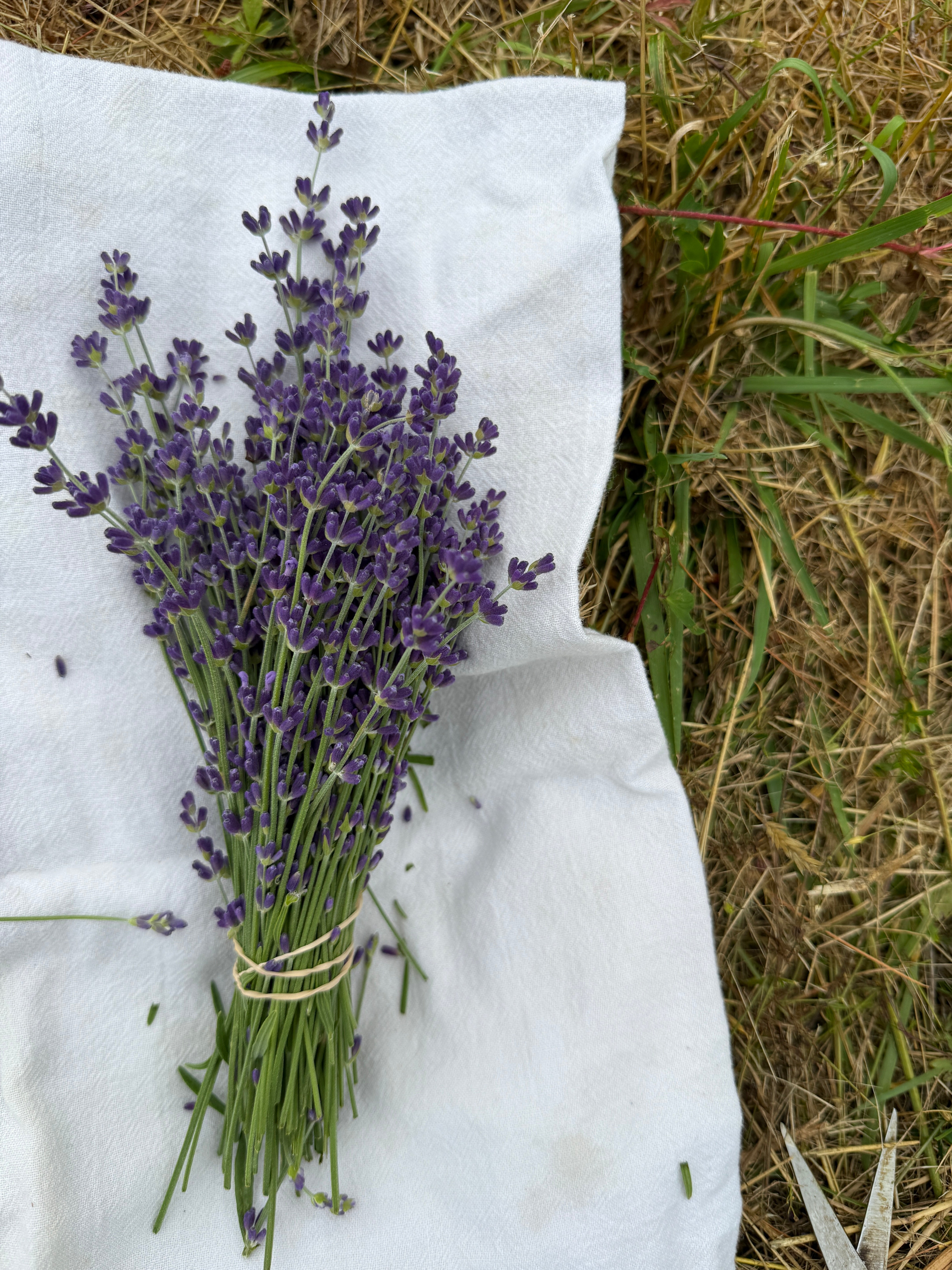 Fresh lavender bundles